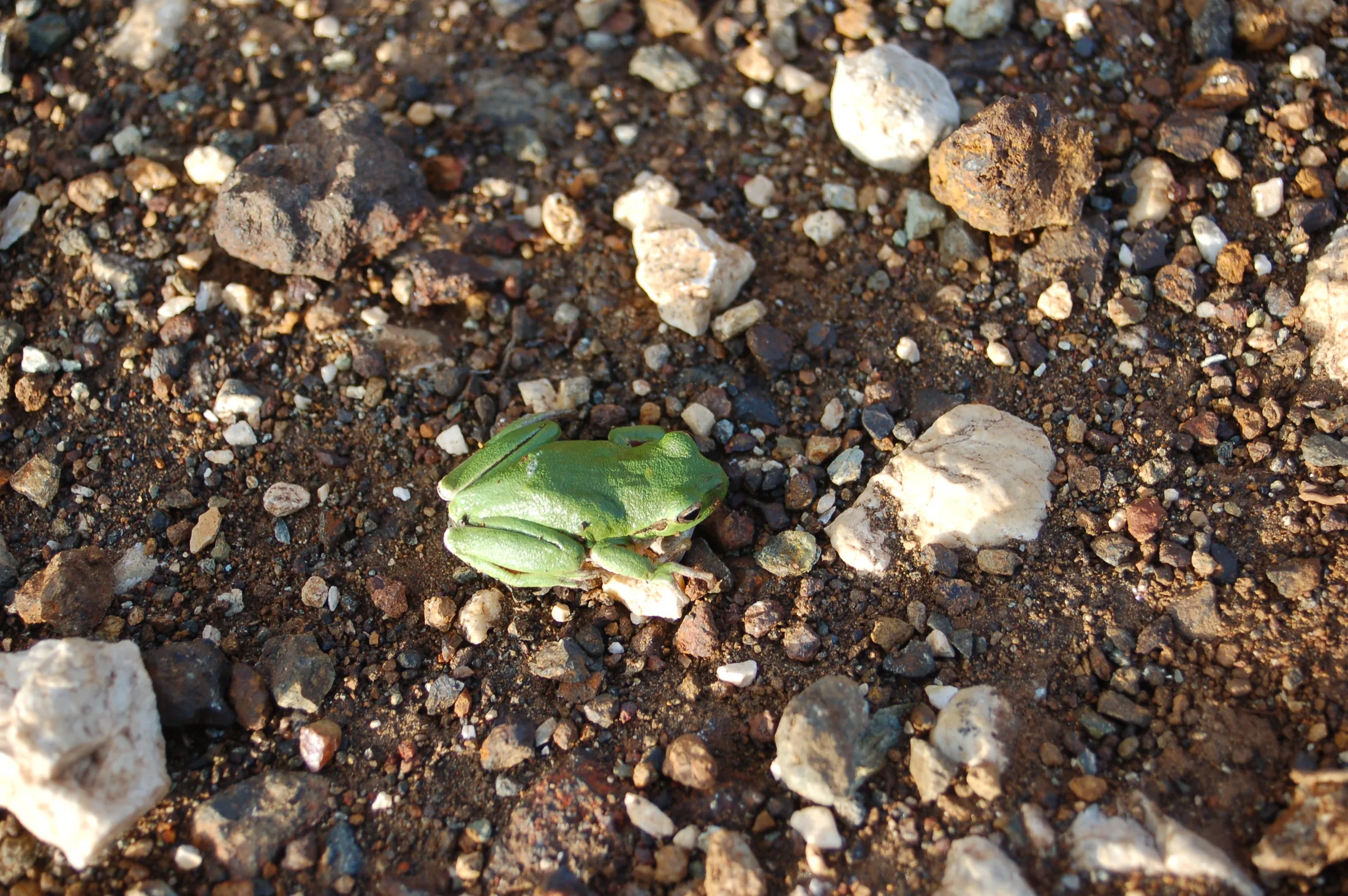 laubfrosch 3